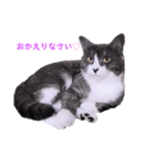 いろいろねこーずスタンプ（個別スタンプ：8）