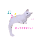 いろいろねこーずスタンプ（個別スタンプ：13）