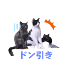 いろいろねこーずスタンプ（個別スタンプ：14）
