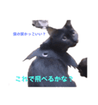 いろいろねこーずスタンプ（個別スタンプ：23）