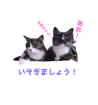 いろいろねこーずスタンプ（個別スタンプ：29）