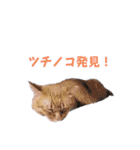 いろいろねこーずスタンプ（個別スタンプ：32）