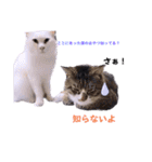 いろいろねこーずスタンプ（個別スタンプ：34）