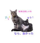 いろいろねこーずスタンプ（個別スタンプ：36）