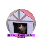 いろいろねこーずスタンプ（個別スタンプ：37）