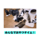 いろいろねこーずスタンプ（個別スタンプ：38）