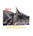 いろいろねこーずスタンプ（個別スタンプ：39）