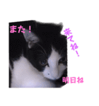 いろいろねこーずスタンプ（個別スタンプ：40）