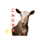 ヤギのメェ子（個別スタンプ：2）