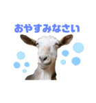 ヤギのメェ子（個別スタンプ：4）