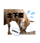 ヤギのメェ子（個別スタンプ：7）