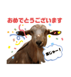 ヤギのメェ子（個別スタンプ：8）