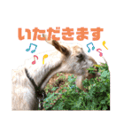 ヤギのメェ子（個別スタンプ：17）