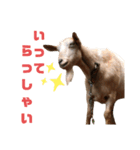 ヤギのメェ子（個別スタンプ：21）