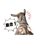 ヤギのメェ子（個別スタンプ：25）