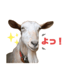 ヤギのメェ子（個別スタンプ：26）