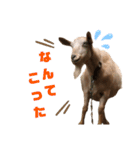 ヤギのメェ子（個別スタンプ：31）