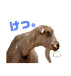 ヤギのメェ子（個別スタンプ：36）