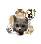 頑張れダイナ君（個別スタンプ：4）