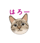 ゆるい犬猫たち（個別スタンプ：1）