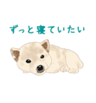 ゆるい犬猫たち（個別スタンプ：6）