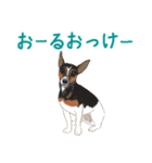 ゆるい犬猫たち（個別スタンプ：21）