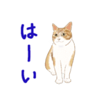 ゆるい犬猫たち（個別スタンプ：36）