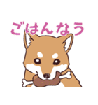 柴犬詩音ちゃんの日常的に使えるスタンプ（個別スタンプ：15）