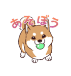 柴犬詩音ちゃんの日常的に使えるスタンプ（個別スタンプ：30）