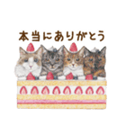 ほっこり猫と食べ物7（個別スタンプ：7）