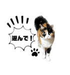 ラムモカルナジル・にゃんず（個別スタンプ：2）