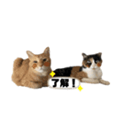 ラムモカルナジル・にゃんず（個別スタンプ：3）