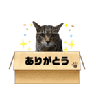 ラムモカルナジル・にゃんず（個別スタンプ：4）