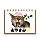 ラムモカルナジル・にゃんず（個別スタンプ：7）
