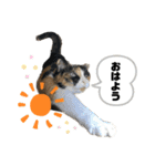 ラムモカルナジル・にゃんず（個別スタンプ：8）