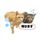 ラムモカルナジル・にゃんず（個別スタンプ：11）