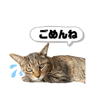 ラムモカルナジル・にゃんず（個別スタンプ：13）