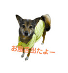 横浜りゅう動物病院公式スタンプ（個別スタンプ：9）