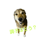 横浜りゅう動物病院公式スタンプ（個別スタンプ：10）