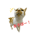 横浜りゅう動物病院公式スタンプ（個別スタンプ：14）
