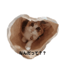ぽぽたんだよ（個別スタンプ：1）