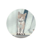 ぽぽたんだよ（個別スタンプ：2）