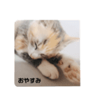 ぽぽたんだよ（個別スタンプ：3）