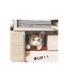 ぽぽたんだよ（個別スタンプ：4）