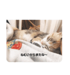 ぽぽたんだよ（個別スタンプ：7）