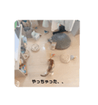ぽぽたんだよ（個別スタンプ：8）