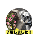 ミニシュナアルアル③（個別スタンプ：10）