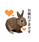 うさぎのやまとさん【敬語版】（個別スタンプ：1）