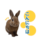 うさぎのやまとさん【敬語版】（個別スタンプ：2）