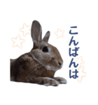 うさぎのやまとさん【敬語版】（個別スタンプ：4）